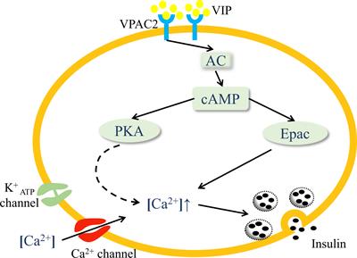 Therapeutic potential of vasoactive intestinal peptide and its receptor VPAC2 in type 2 diabetes